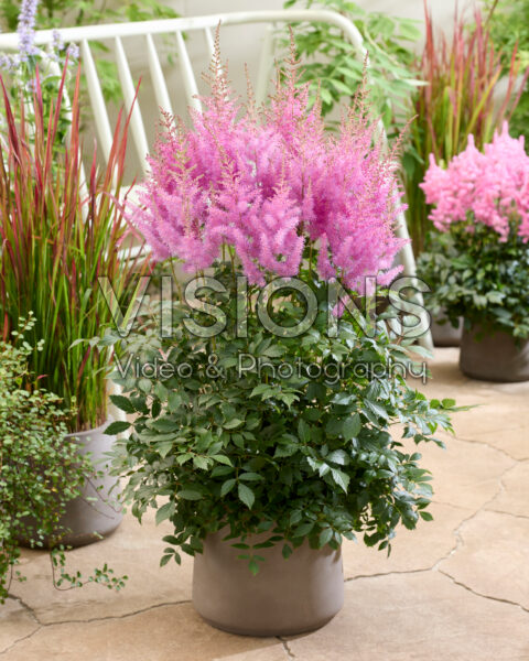Astilbe Nemo