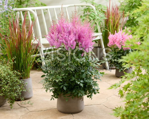 Astilbe Nemo