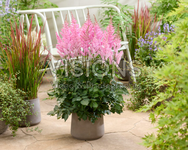 Astilbe Ice Cream