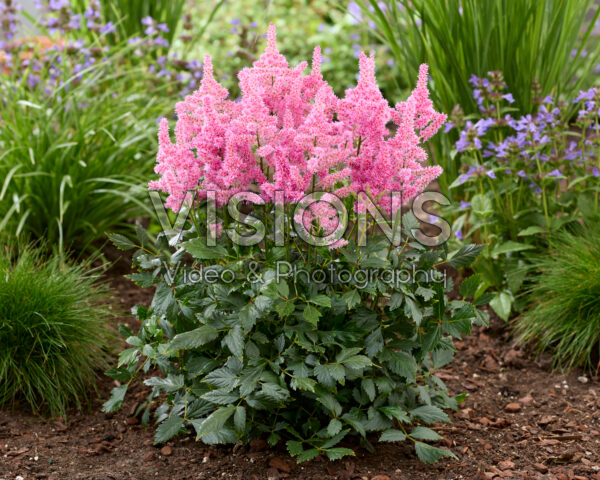 Astilbe Lola Astilbe Lola