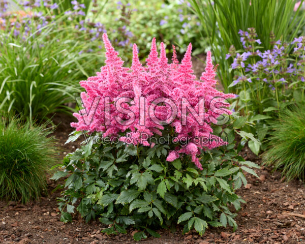 Astilbe Christel