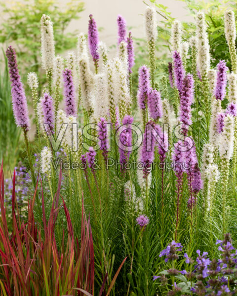 Liatris spicata mix