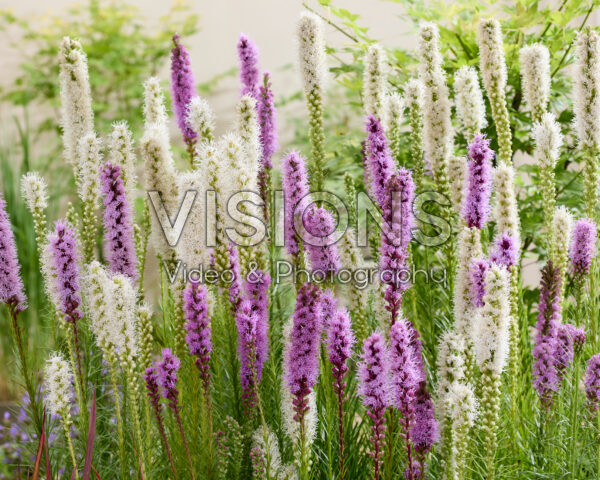 Liatris spicata mix