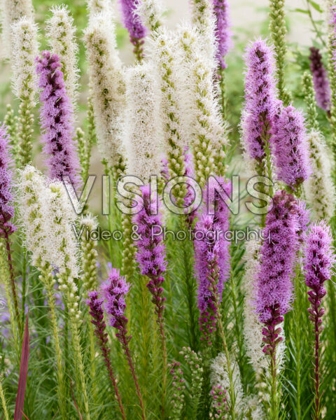 Liatris spicata mix