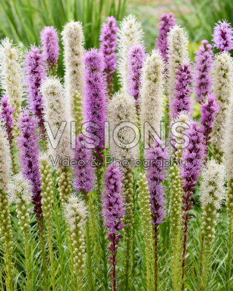 Liatris spicata mix