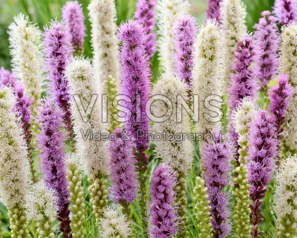 Liatris spicata mix