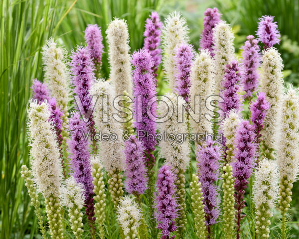 Liatris spicata mix