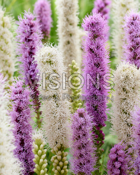 Liatris spicata mix