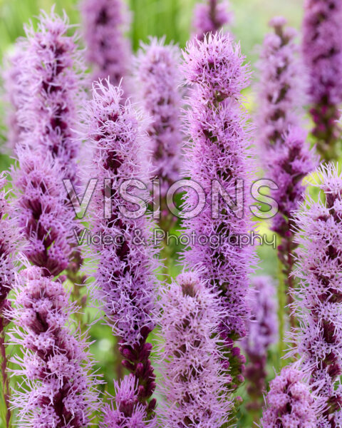 Liatris spicata