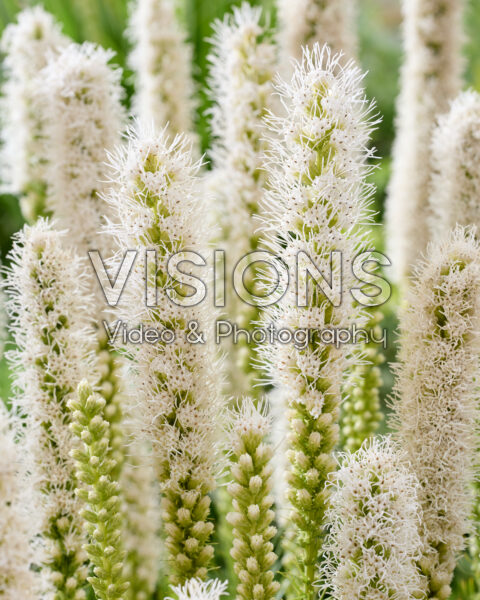 Liatris spicata Alba