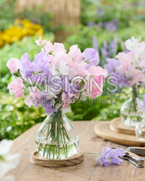 Lathyrus bouquet Lathyrus bouquet