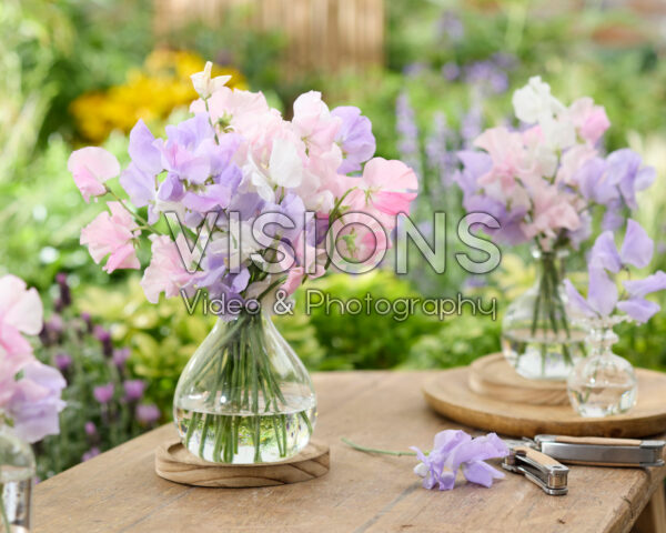 Lathyrus boeket Lathyrus boeket