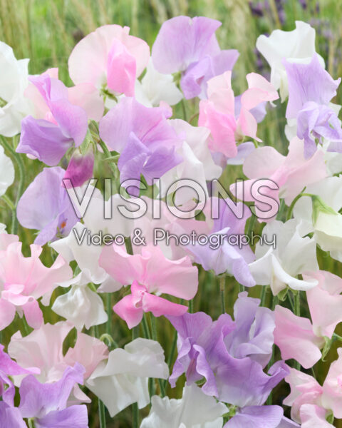 Lathyrus odoratus mixed Lathyrus odoratus mixed