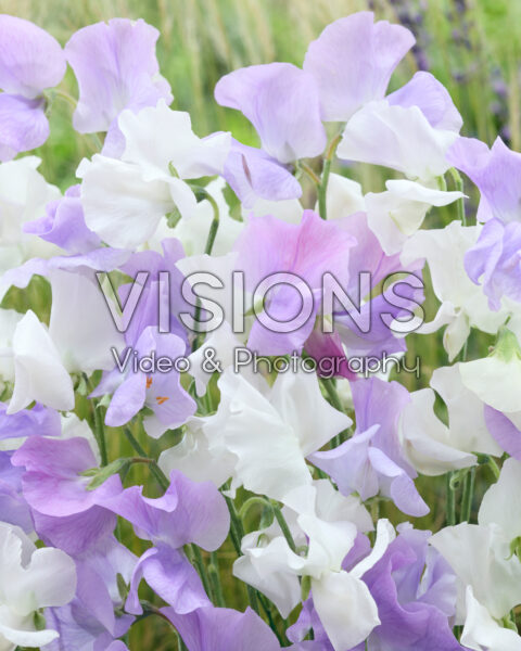 Lathyrus odoratus mixed Lathyrus odoratus mixed