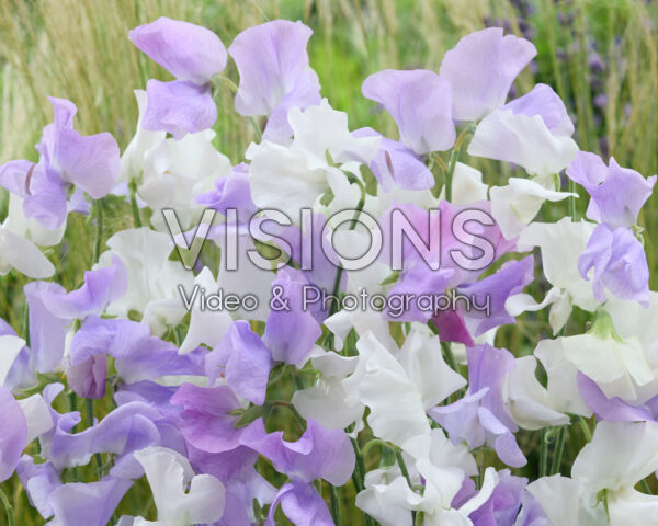Lathyrus odoratus mixed Lathyrus odoratus mixed