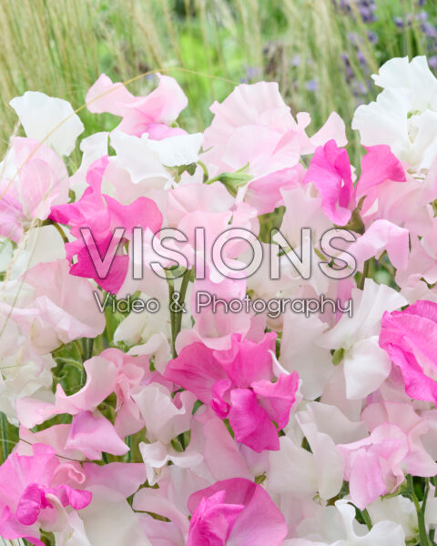 Lathyrus odoratus gemengd Lathyrus odoratus gemengd
