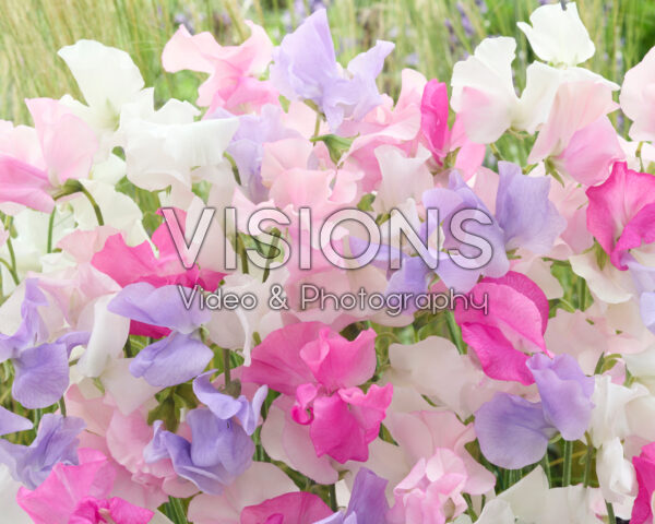 Lathyrus odoratus gemengd Lathyrus odoratus gemengd