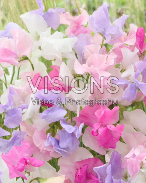 Lathyrus odoratus gemengd Lathyrus odoratus gemengd