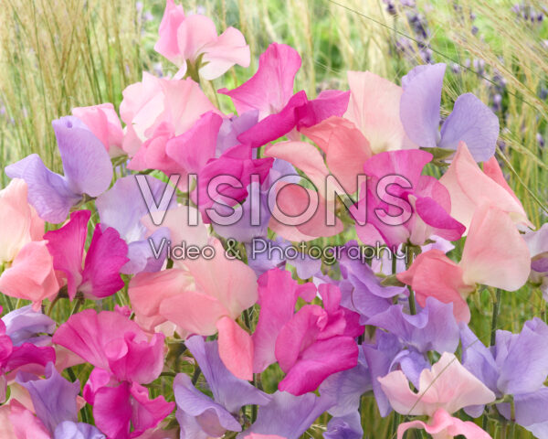 Lathyrus odoratus mixed Lathyrus odoratus mixed
