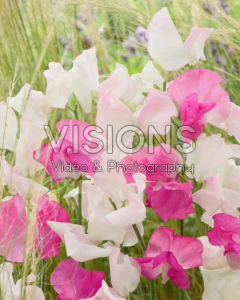Lathyrus odoratus gemengd