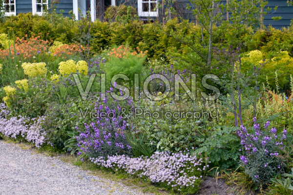 Perennial border