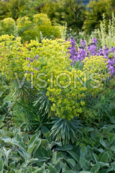 Perennial combination