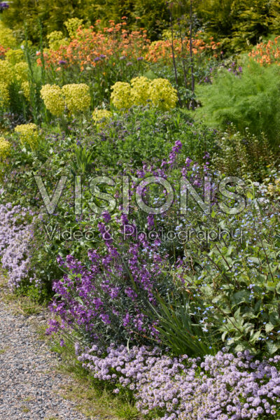 Vaste planten border