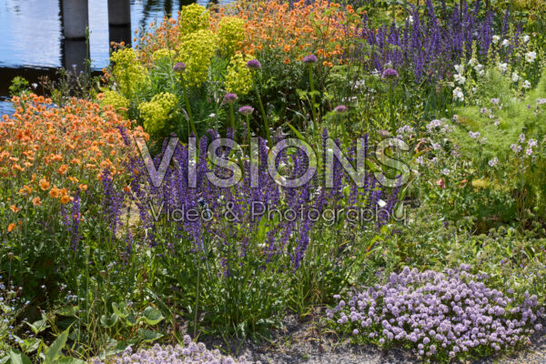 Mixed perennials