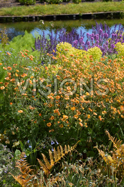 Vaste planten gemengd