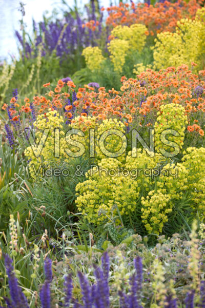Vaste planten gemengd Vaste planten gemengd