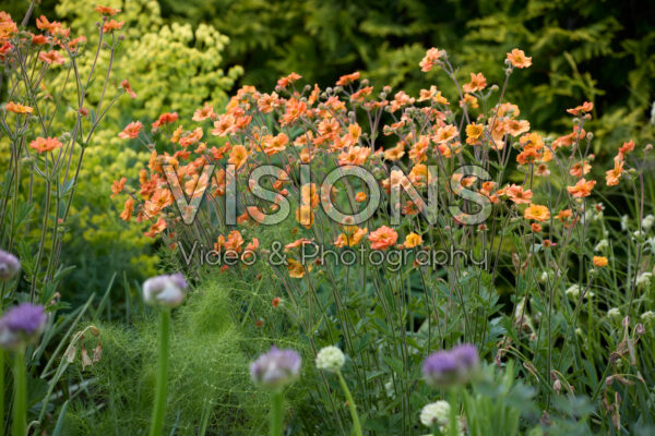 Geum Geum