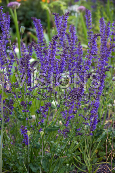 Salvia pratensis Salvia pratensis