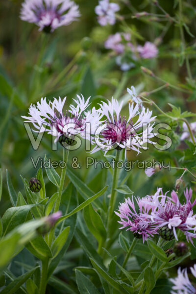 Centaurea Centaurea