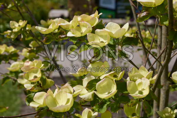 Cornus