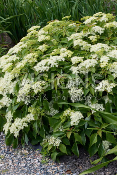 Cornus controversa Green Carpet Cornus controversa Green Carpet