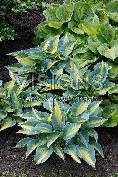 Hosta Catherine Hosta Catherine