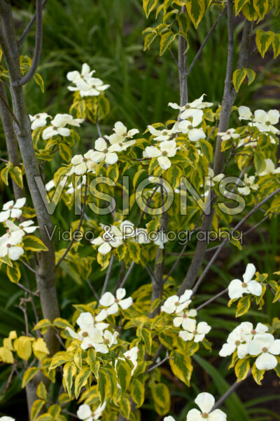 Cornus Celestial Shadow Cornus Celestial Shadow