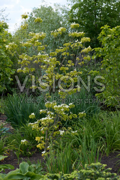 Cornus Celestial Shadow Cornus Celestial Shadow
