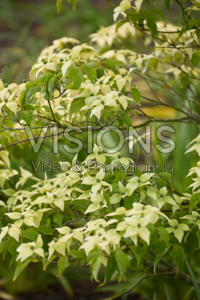 Cornus kousa National