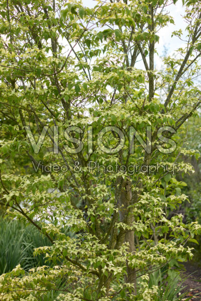 Cornus kousa National