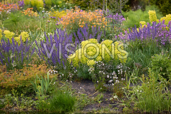 Vaste planten gemengd