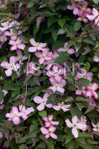 Clematis montana Fincent