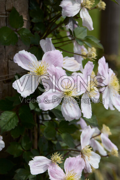 Clematis montana Fenne Clematis montana Fenne
