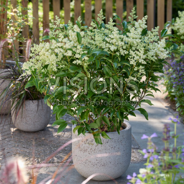 Ligustrum lucidum Green Screen®