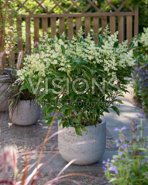 Ligustrum lucidum Green Screen®
