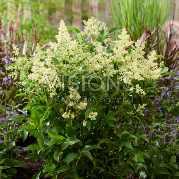 Ligustrum lucidum Green Screen®