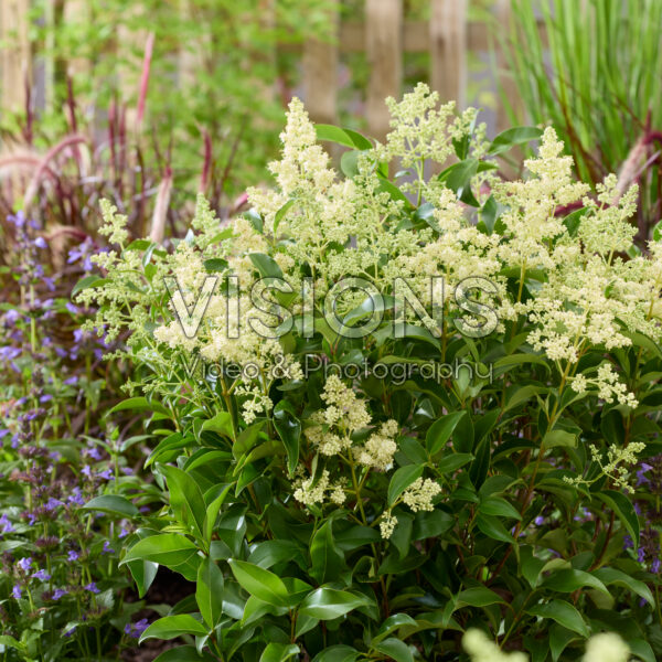 Ligustrum lucidum Green Screen®