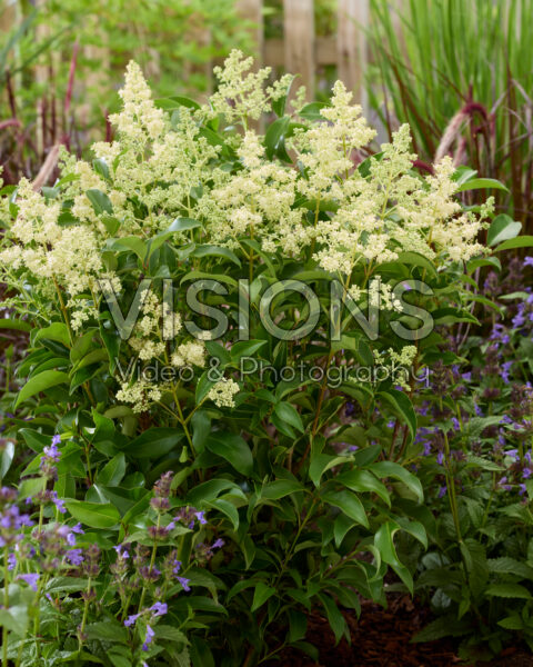 Ligustrum lucidum Green Screen® Ligustrum lucidum Green Screen®