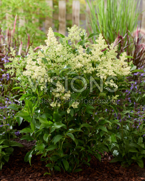 Ligustrum lucidum Green Screen®
