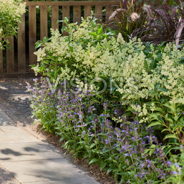 Ligustrum lucidum Green Screen®